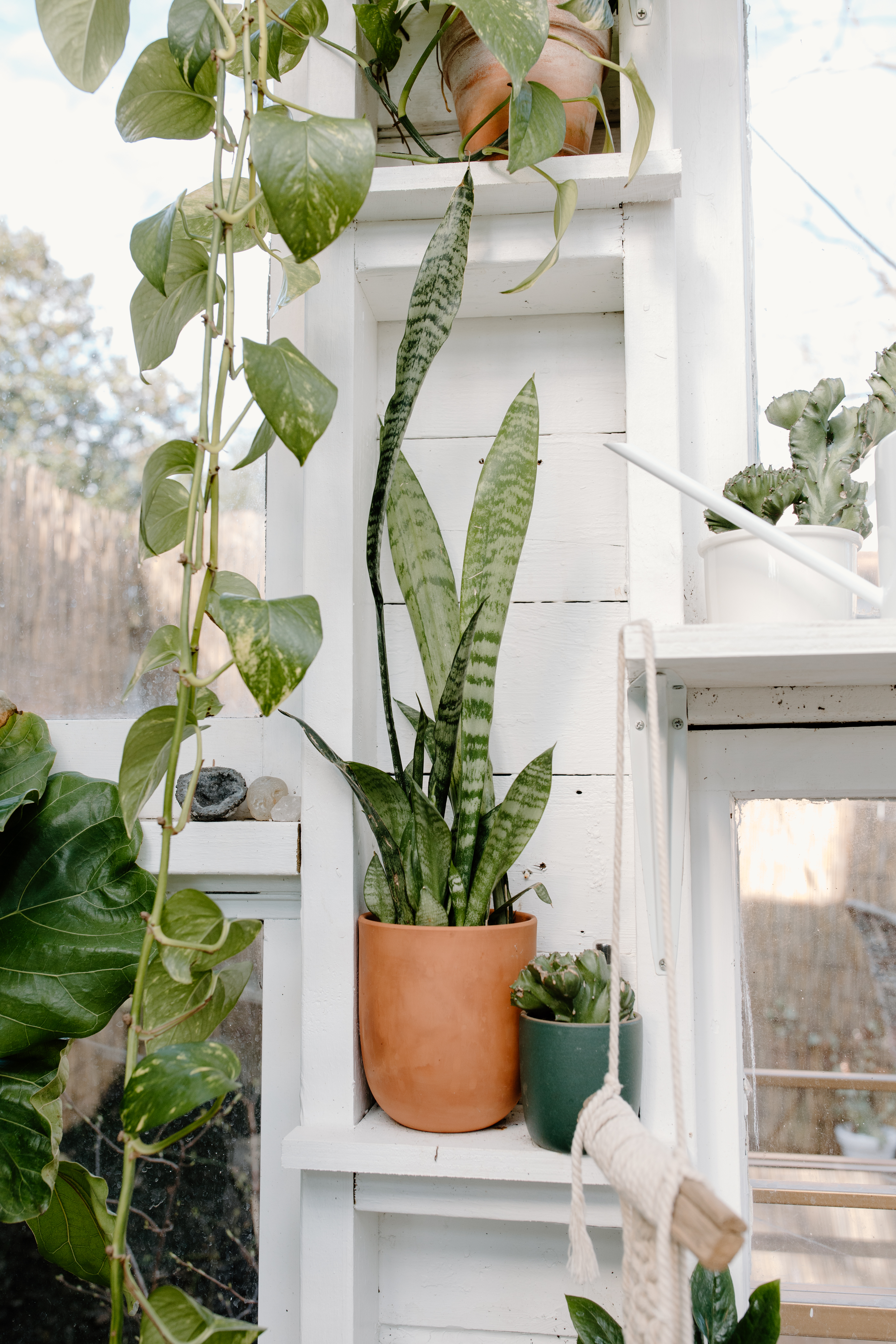 best house plants